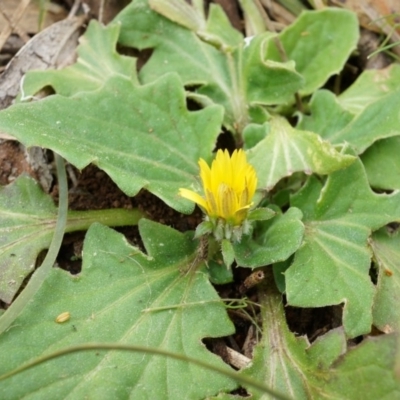 Cymbonotus sp. (preissianus or lawsonianus) (Bears Ears) at P11 - 5 Sep 2014 by AaronClausen