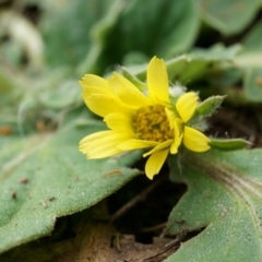 Cymbonotus sp. (preissianus or lawsonianus) (Bears Ears) at P11 - 5 Sep 2014 by AaronClausen