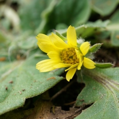 Cymbonotus sp. (preissianus or lawsonianus) (Bears Ears) at Canberra Central, ACT - 5 Sep 2014 by AaronClausen