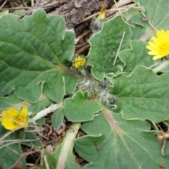 Cymbonotus sp. (preissianus or lawsonianus) (Bears Ears) at P11 - 5 Sep 2014 by AaronClausen