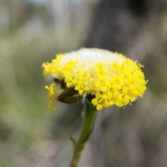 Craspedia variabilis (Common Billy Buttons) at Canberra Central, ACT - 5 Sep 2014 by AaronClausen