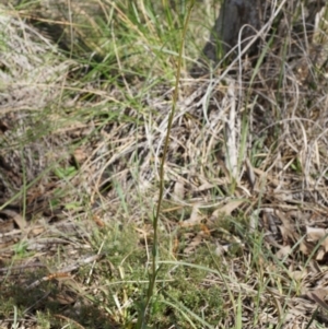 Craspedia variabilis at Canberra Central, ACT - 5 Sep 2014