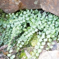 Asplenium flabellifolium (Necklace Fern) at Mount Majura - 5 Sep 2014 by AaronClausen