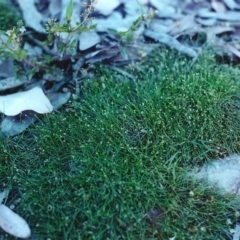 Isolepis platycarpa (Flatfruit Clubsedge) at Banks, ACT - 24 Dec 2000 by MichaelBedingfield