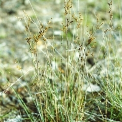 Juncus subsecundus (Finger Rush) at Tuggeranong Hill - 9 Nov 1999 by michaelb