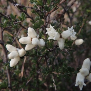 Cryptandra amara at Paddys River, ACT - 1 Sep 2014 05:59 PM