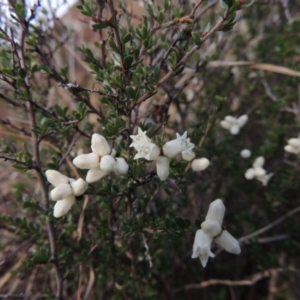 Cryptandra amara at Paddys River, ACT - 1 Sep 2014