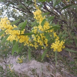 Acacia rubida at Paddys River, ACT - 1 Sep 2014 06:05 PM