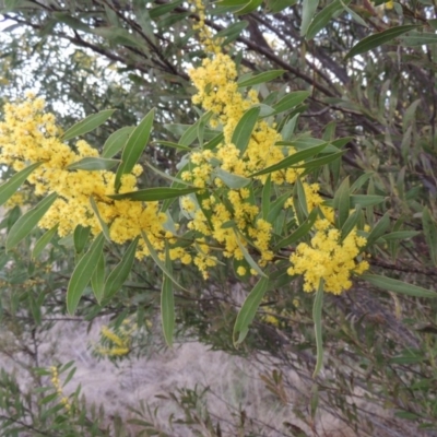 Acacia rubida (Red-stemmed Wattle, Red-leaved Wattle) at Paddys River, ACT - 1 Sep 2014 by michaelb