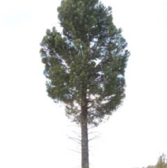 Callitris endlicheri (Black Cypress Pine) at Pine Island to Point Hut - 1 Sep 2014 by michaelb