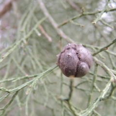 Callitris endlicheri at Pine Island to Point Hut - 1 Sep 2014 06:16 PM