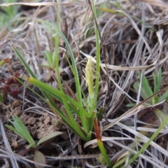 Carex breviculmis (Short-Stem Sedge) at Pine Island to Point Hut - 1 Sep 2014 by michaelb