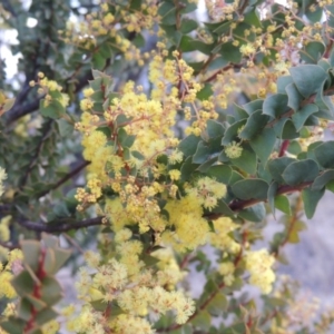 Acacia pravissima at Pine Island to Point Hut - 1 Sep 2014