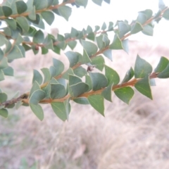 Acacia pravissima at Pine Island to Point Hut - 1 Sep 2014