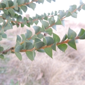 Acacia pravissima at Pine Island to Point Hut - 1 Sep 2014 06:29 PM