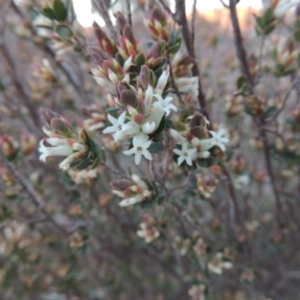 Brachyloma daphnoides at Tuggeranong Hill - 6 Sep 2014 06:57 PM