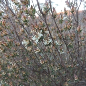 Brachyloma daphnoides at Tuggeranong Hill - 6 Sep 2014 06:57 PM