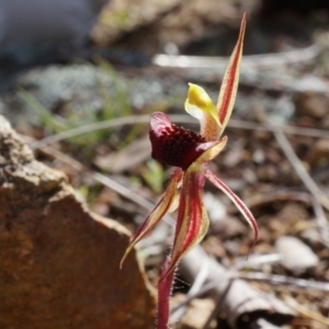 Caladenia actensis at suppressed - suppressed