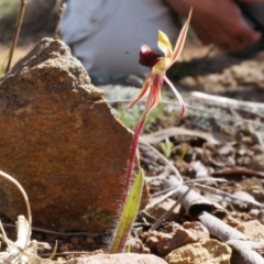 Caladenia actensis at suppressed - suppressed