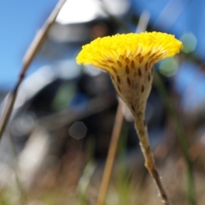 Leptorhynchos squamatus at Gungahlin, ACT - 7 Sep 2014 12:14 PM