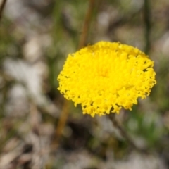 Leptorhynchos squamatus at Gungahlin, ACT - 7 Sep 2014 12:14 PM