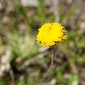 Leptorhynchos squamatus at Gungahlin, ACT - 7 Sep 2014 12:14 PM