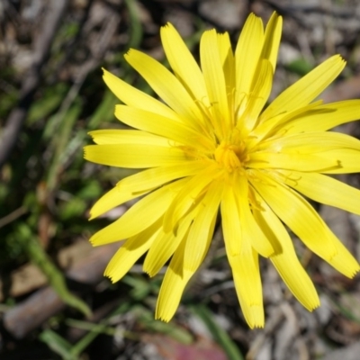 Microseris walteri (Yam Daisy, Murnong) at Goorooyarroo NR (ACT) - 7 Sep 2014 by AaronClausen