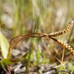 Ophioglossum lusitanicum subsp. coriaceum (Austral Adder's Tongue) at Gungahlin, ACT - 7 Sep 2014 by AaronClausen