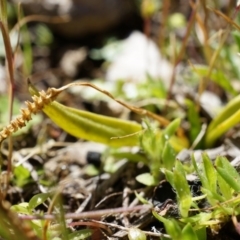 Ophioglossum lusitanicum subsp. coriaceum at Gungahlin, ACT - 7 Sep 2014