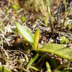 Ophioglossum lusitanicum subsp. coriaceum at Gungahlin, ACT - 7 Sep 2014