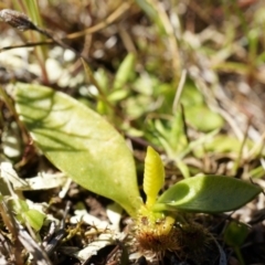 Ophioglossum lusitanicum subsp. coriaceum at Gungahlin, ACT - 7 Sep 2014
