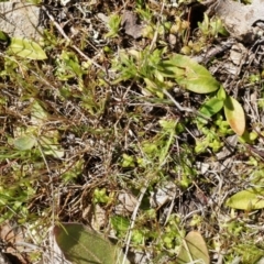 Ophioglossum lusitanicum subsp. coriaceum at Gungahlin, ACT - 7 Sep 2014