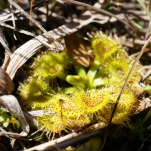 Drosera sp. at Goorooyarroo NR (ACT) - 7 Sep 2014