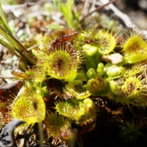 Drosera sp. at Gungahlin, ACT - 7 Sep 2014