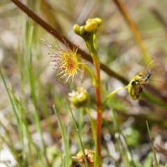 Drosera sp. (A Sundew) at Goorooyarroo NR (ACT) - 7 Sep 2014 by AaronClausen