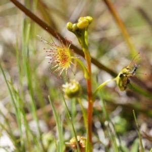 Drosera sp. at Goorooyarroo NR (ACT) - 7 Sep 2014 11:41 AM