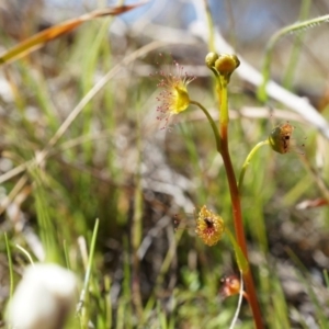 Drosera sp. at Goorooyarroo NR (ACT) - 7 Sep 2014 11:41 AM