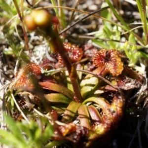 Drosera sp. at Goorooyarroo NR (ACT) - 7 Sep 2014 11:41 AM