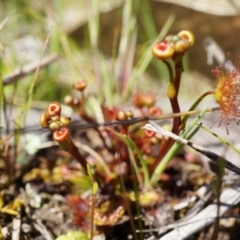 Drosera sp. at Goorooyarroo NR (ACT) - 7 Sep 2014 11:41 AM