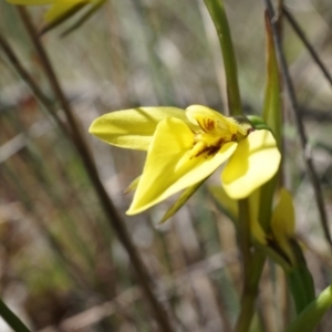 Diuris chryseopsis at Goorooyarroo NR (ACT) - suppressed