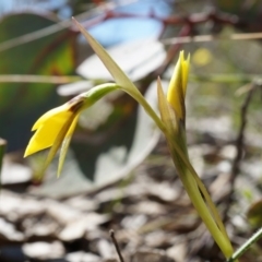 Diuris chryseopsis at Goorooyarroo NR (ACT) - 7 Sep 2014