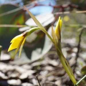 Diuris chryseopsis at Goorooyarroo NR (ACT) - 7 Sep 2014