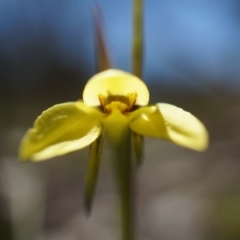 Diuris chryseopsis at Goorooyarroo NR (ACT) - 7 Sep 2014