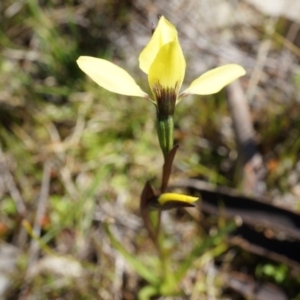 Diuris chryseopsis at Goorooyarroo NR (ACT) - 7 Sep 2014