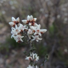 Cryptandra speciosa subsp. speciosa (Silky Cryptandra) at Theodore, ACT - 6 Sep 2014 by michaelb