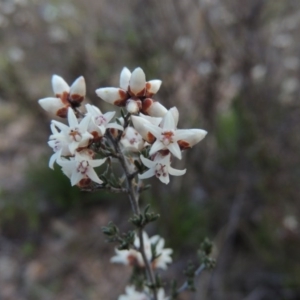 Cryptandra speciosa subsp. speciosa at Theodore, ACT - 6 Sep 2014