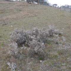 Cryptandra speciosa subsp. speciosa at Theodore, ACT - 6 Sep 2014