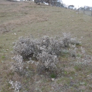 Cryptandra speciosa subsp. speciosa at Theodore, ACT - 6 Sep 2014 06:11 PM