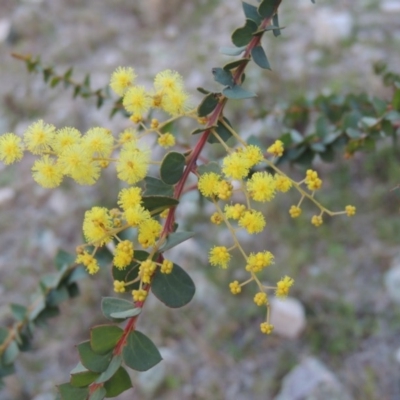 Acacia pravissima (Wedge-leaved Wattle, Ovens Wattle) at Tuggeranong Hill - 6 Sep 2014 by michaelb
