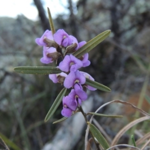 Hovea heterophylla at Bonython, ACT - 1 Sep 2014 06:51 PM